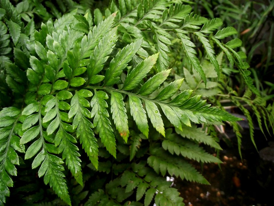 Rumohra adiantiformis in the Botanical Building at Balboa Park, San Diego, California, USA. Identified by sign.