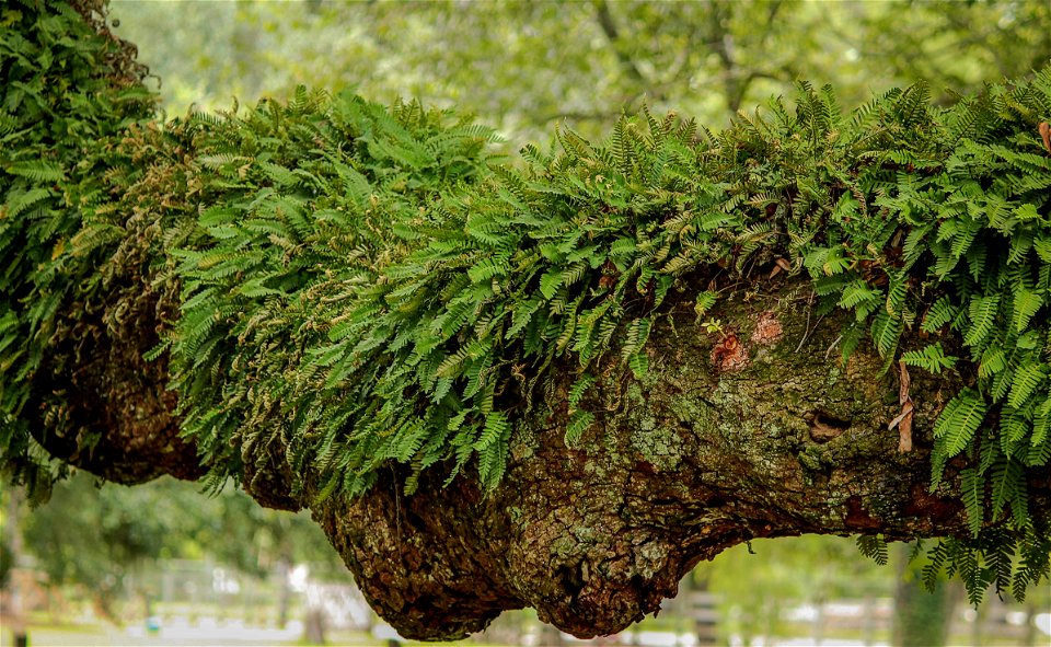 Resurrection fern (Pleopeltis polypodioides)