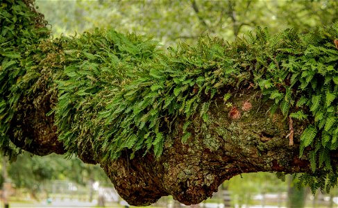 Resurrection fern (Pleopeltis polypodioides) photo