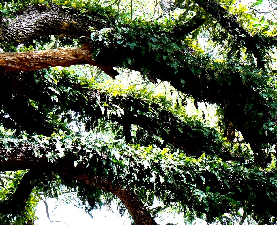 Pleopeltis polypodioides var michauxiana on S. Live Oak, Quercus virginianus, Tallahassee FL USA
