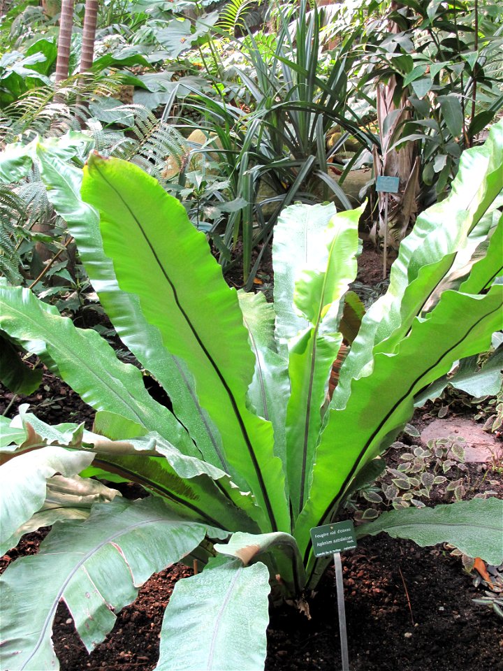 Asplenium australasicum in a greenhouse of the Jardin des Plantes in Paris.