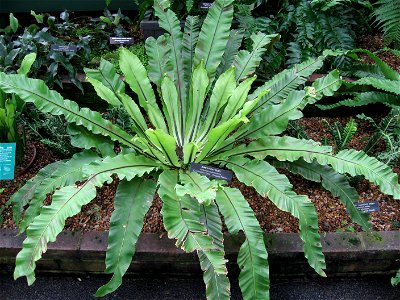 A picture of Asplenium australasicum.