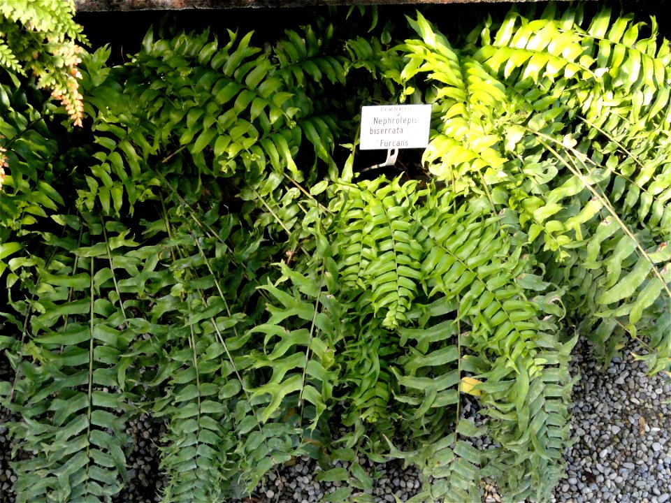 Nephrolepis biserrata specimen in the Botanischer Garten München-Nymphenburg, Munich, Germany.
