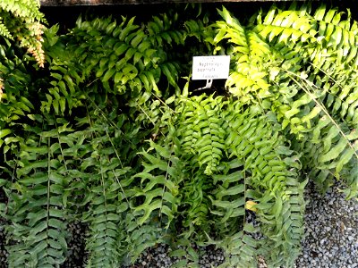 Nephrolepis biserrata specimen in the Botanischer Garten München-Nymphenburg, Munich, Germany.