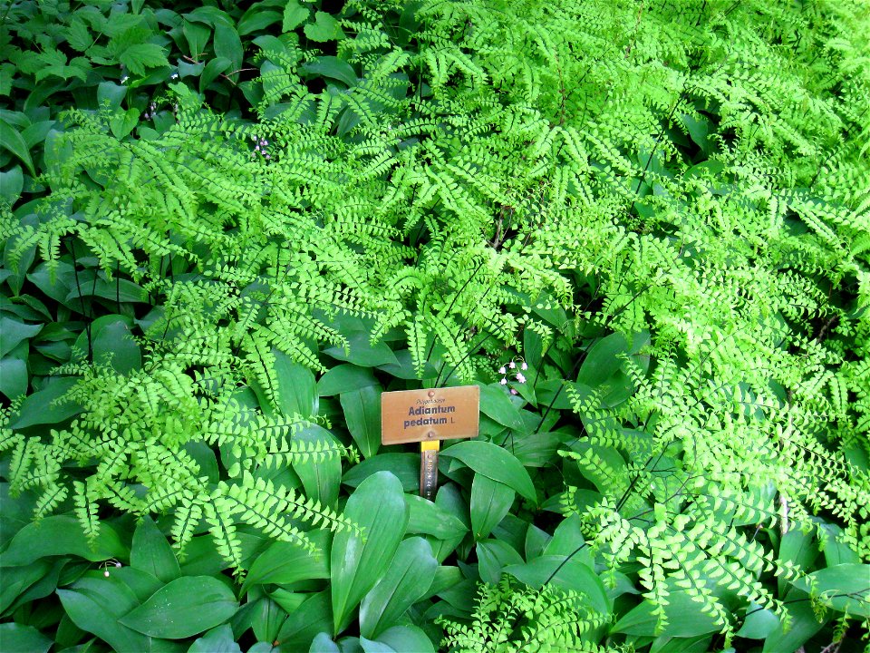 Adiantum pedatum specimen in the Botanischer Garten, Berlin-Dahlem (Berlin Botanical Garden), Berlin, Germany.