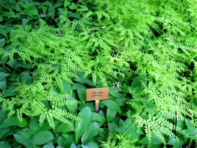 Adiantum pedatum specimen in the Botanischer Garten, Berlin-Dahlem (Berlin Botanical Garden), Berlin, Germany.