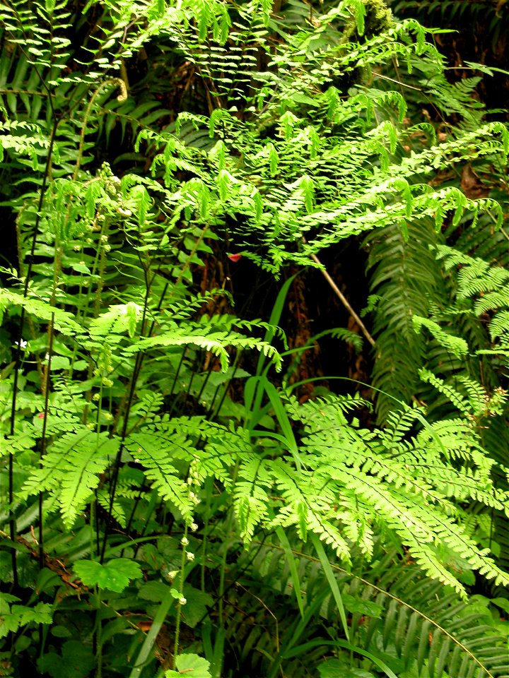 maindenhair_fern_Adiantum_pedatum_NPS_Photo