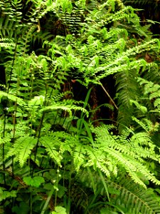 maindenhair_fern_Adiantum_pedatum_NPS_Photo