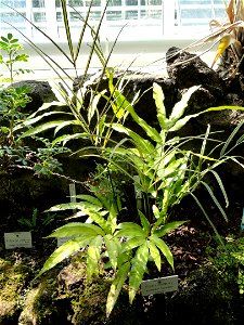 Pteris cretica specimen in the Botanischer Garten München-Nymphenburg, Munich, Germany.