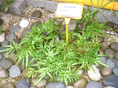Pteris cretica. Plant specimen in the Hong Kong Zoological and Botanical Gardens, Hong Kong.
