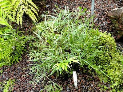 Pteris cretica specimen in the Botanischer Garten München-Nymphenburg, Munich, Germany.