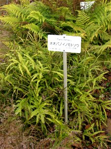 Pteris cretica in Koishikawa Botanical Gardens, Tokyo, Japan.