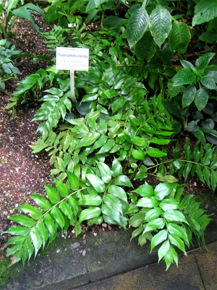 Phanerophlebia falcata in the Botanischer Garten der Universität Würzburg, Würzburg, Germany.