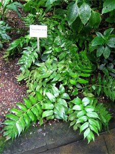 Phanerophlebia falcata in the Botanischer Garten der Universität Würzburg, Würzburg, Germany.