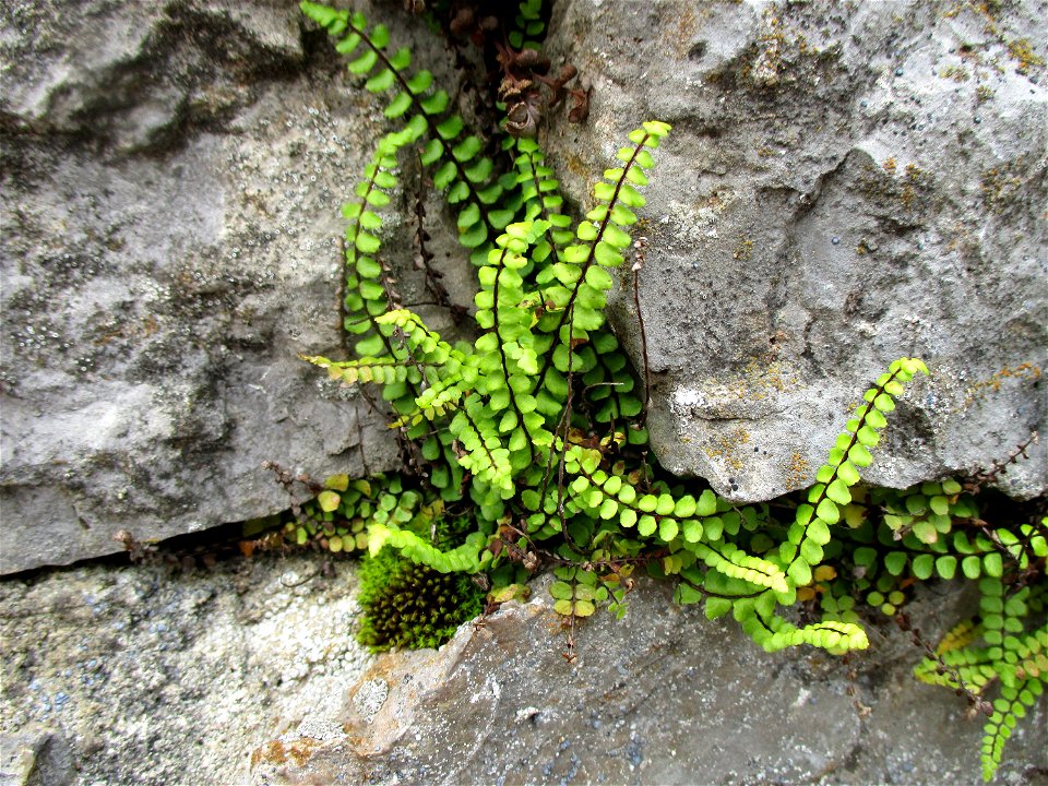 Braunstieliger Streifenfarn (Asplenium trichomanes) an der Gallo-römischen Villa in Reinheim
