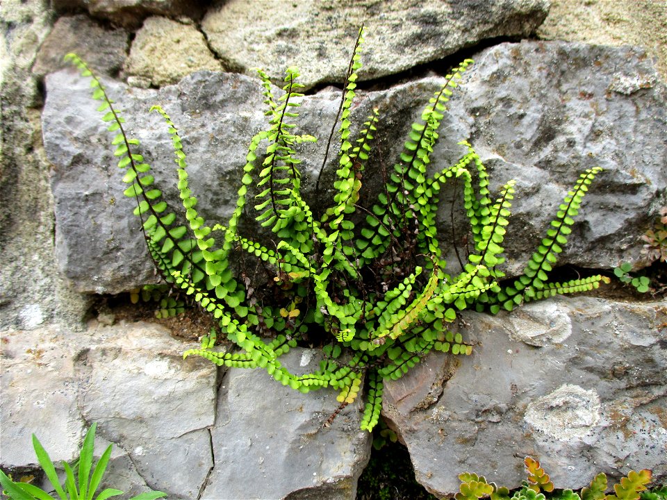 Braunstieliger Streifenfarn (Asplenium trichomanes) an der Gallo-römischen Villa in Reinheim