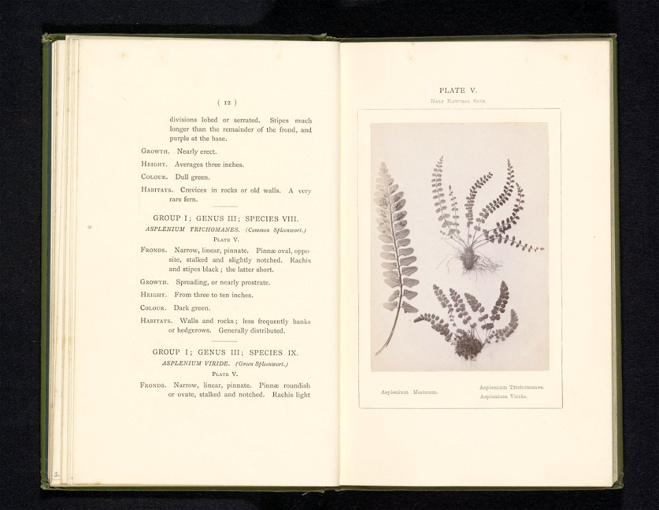 IdentificatieTitel(s): Bladeren van drie soorten streepvarensAsplenium Marinum. Asplenium Trichomanes. Asplenium Viride (titel op object)Objecttype: foto bladzijde Objectnummer: RP-F-2001-7-400-5Opsch