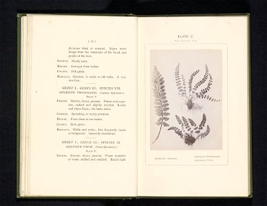 IdentificatieTitel(s): Bladeren van drie soorten streepvarensAsplenium Marinum. Asplenium Trichomanes. Asplenium Viride (titel op object)Objecttype: foto bladzijde Objectnummer: RP-F-2001-7-400-5Opsch
