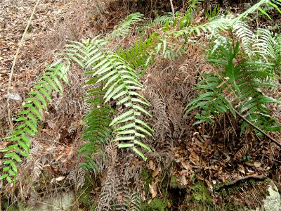 Botanical specimen in the Miyajima Natural Botanical Garden, Hatsukaichi, Hiroshima, Japan. photo