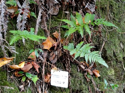 Botanical specimen in the Miyajima Natural Botanical Garden, Hatsukaichi, Hiroshima, Japan.