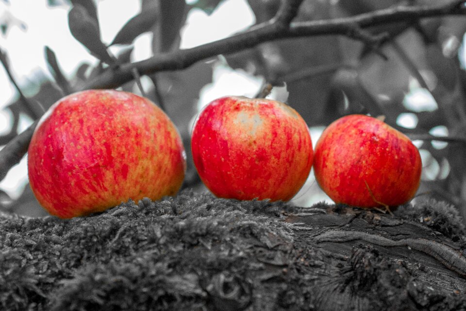 Color selective fruit