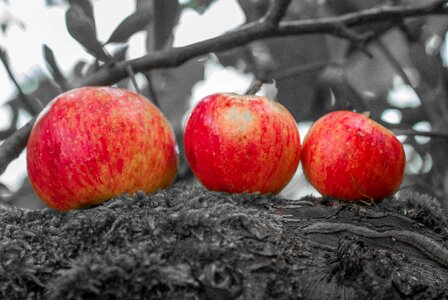 Color selective fruit