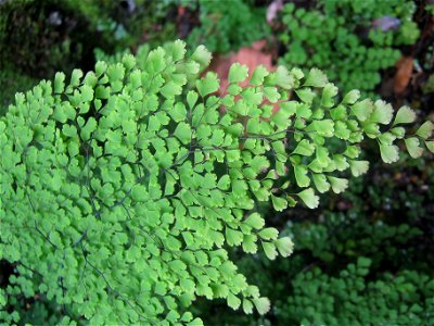 Adiantum aethiopicum, native to New Zealand, South Africa, New Caledonia, and Australia.