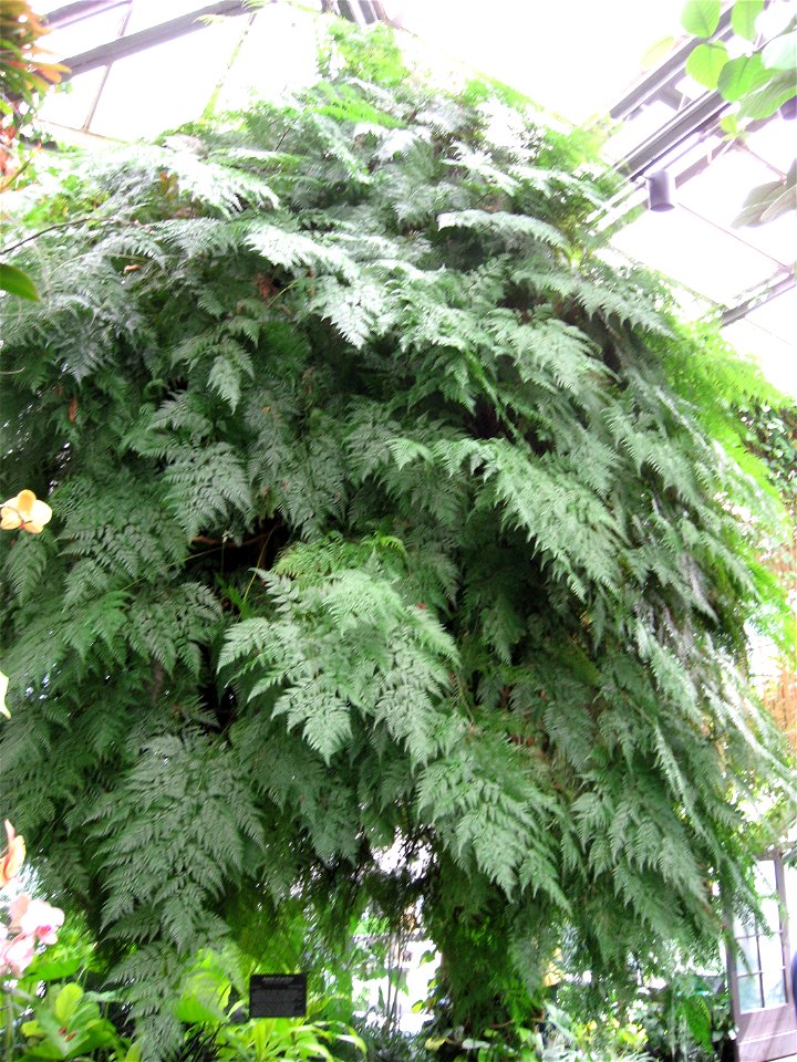 A picture of Davallia fejeensis 'major'
