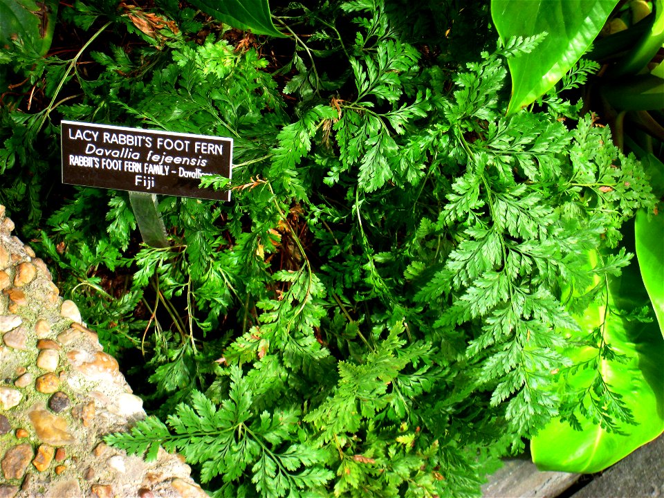 Davallia fejeensis, in the United States Botanic Garden, Washington, DC, USA.