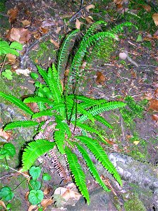 The Hard Fern, Blechnum spicant growing in the Lynn Glen, Dalry. Note the spore bearing vertical fronds.