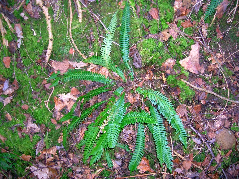 Blechnum spicant (Hard Fern), Corshillmuir, North Ayrshire, Scotland.