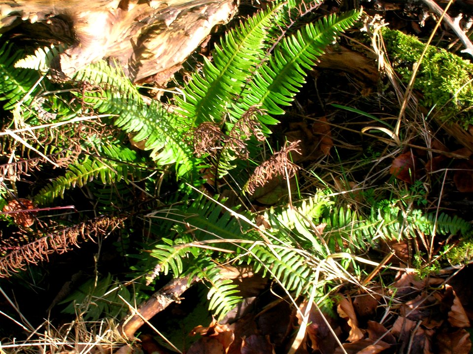 Hard Fern Blechnum spicant in spring.