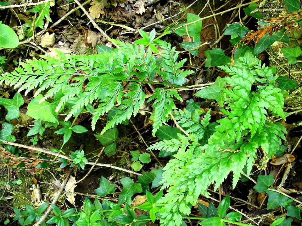 Asplenium adiantum-nigrum, forest, Montfort (Dordogne), 30/05/2006

Author: Johan Neegers
