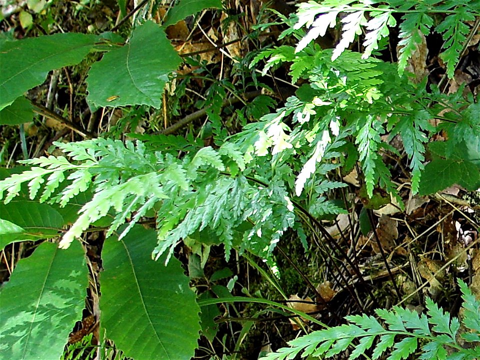 Asplenium adiantum-nigrum, forest, Montfort (Dordogne), 30/05/2006

Author: Johan Neegers