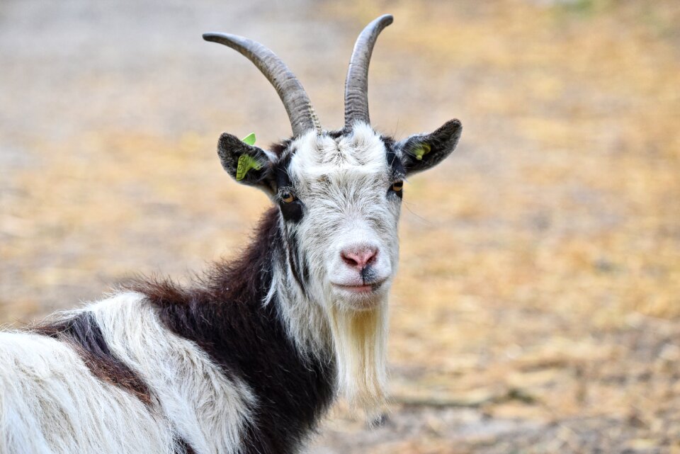 Animal mammal ruminant