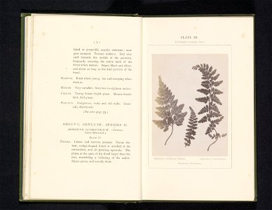 IdentificatieTitel(s): Bladeren van drie soorten streepvarensAsplenium Adiantum-Nigrum. Asplenium Fontanum. Asplenium Lanceolatum (titel op object)Objecttype: foto bladzijde Objectnummer: RP-F-2001-7-