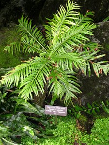 Blechnum gibbum, in the United States Botanic Garden, Washington, DC, USA.