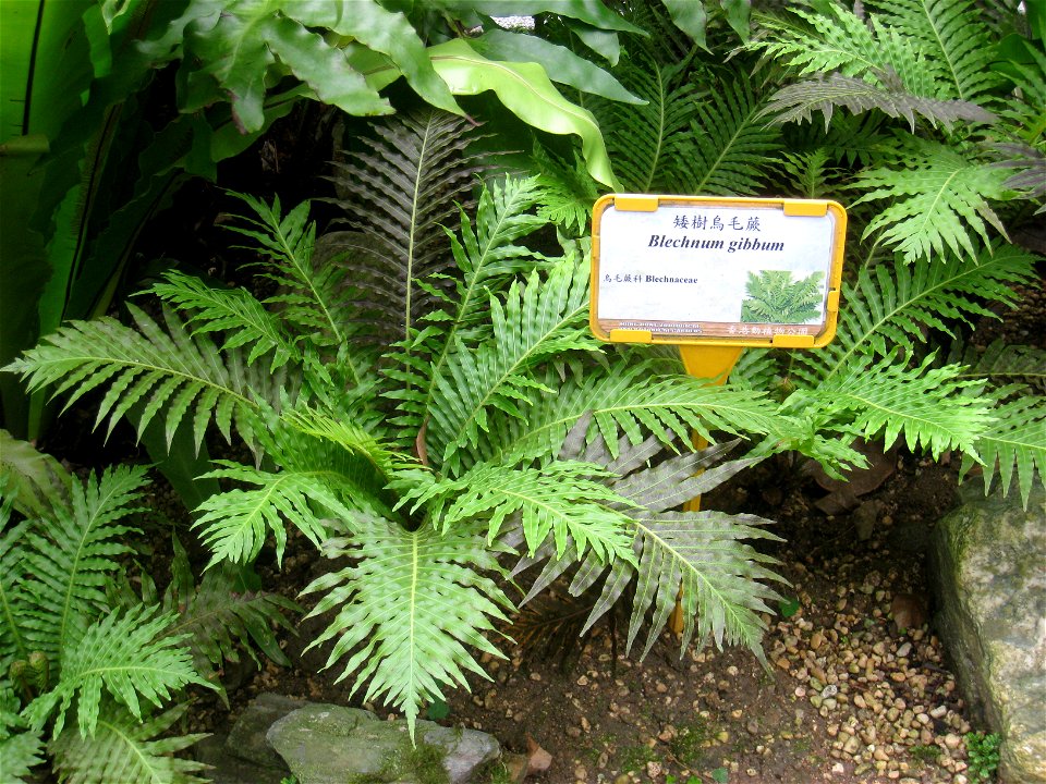Blechnum gibbum. Plant specimen in the Hong Kong Zoological and Botanical Gardens, Hong Kong.