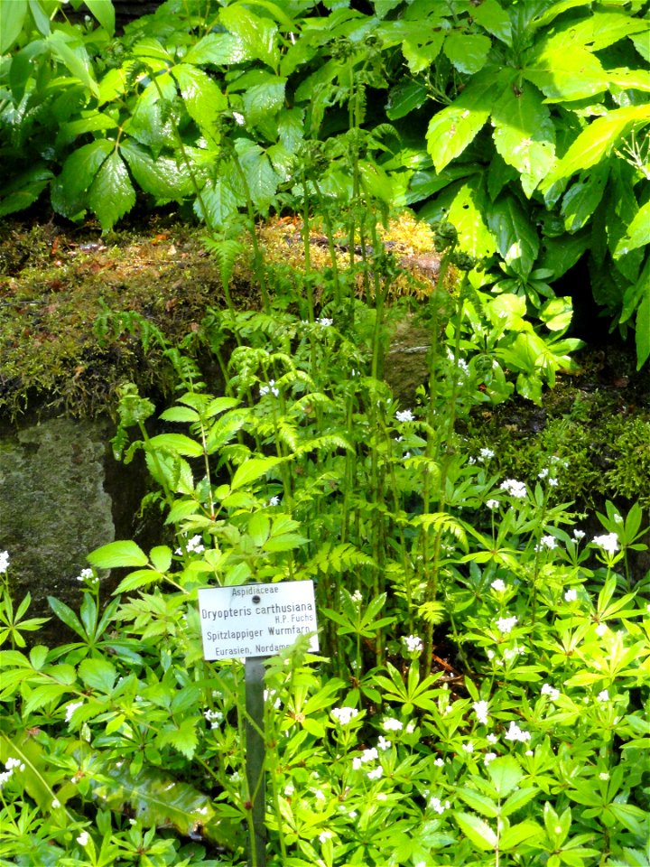 Dryopteris carthusiana specimen in the Botanischer Garten München-Nymphenburg, Munich, Germany.