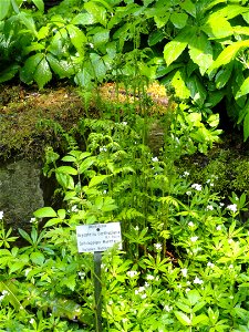 Dryopteris carthusiana specimen in the Botanischer Garten München-Nymphenburg, Munich, Germany.