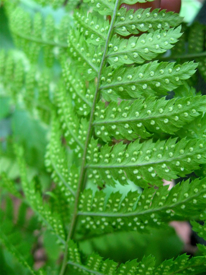 Dryopteris carthusiana sori, on a wooded slope of Townsend Creek Bourbon County, Kentucky.
