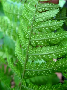 Dryopteris carthusiana sori, on a wooded slope of Townsend Creek Bourbon County, Kentucky.