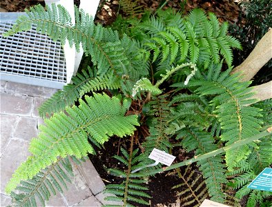 Botanical specimen in the Bergianska trädgården - Stockholm, Sweden. photo