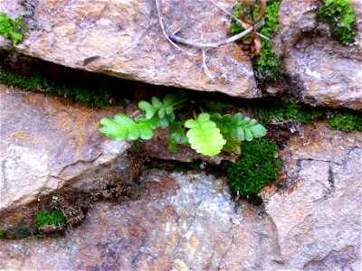 Asplenium ceterach, Sierra Madrona, Spain