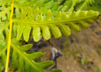 — native Giant chain fern, frond closeup. At the San Diego Zoo Safari Park (Wild Animal Park), Escondido, California. Identified by sign. photo