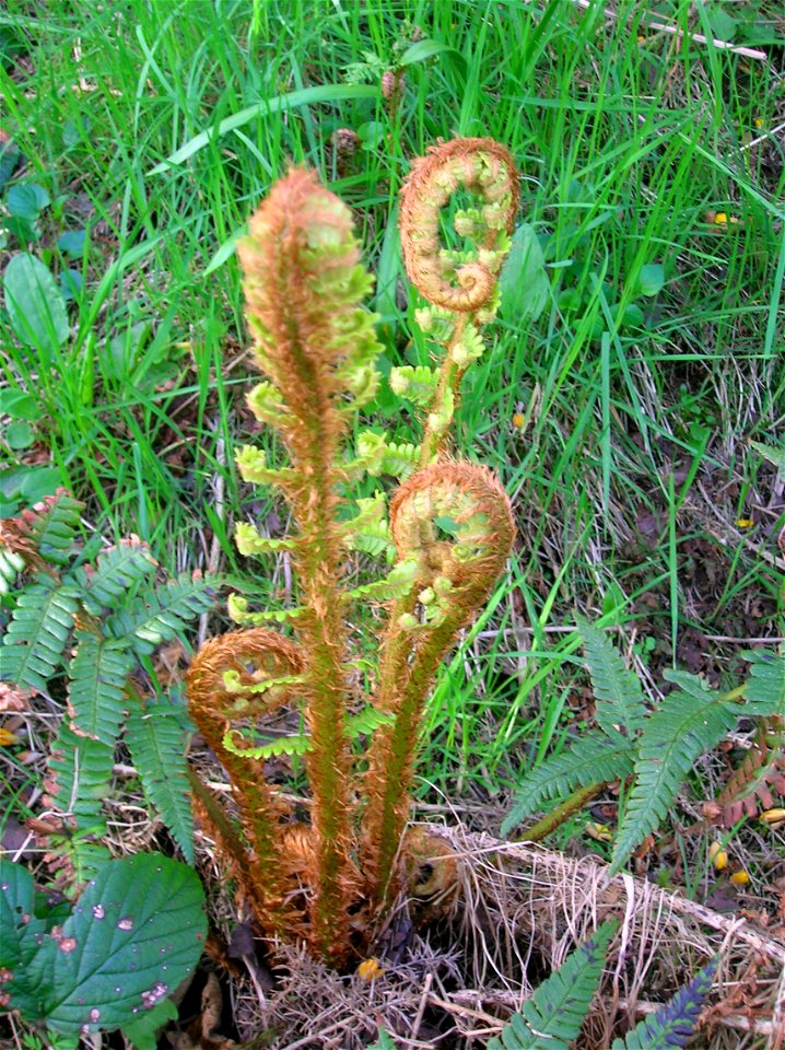 The Scaly Male Fern (Dryopteris affinis) in Ayrshire, Scotland.