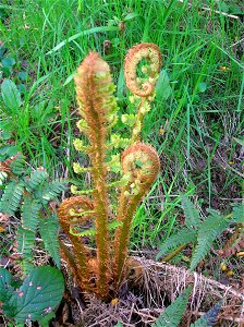 The Scaly Male Fern (Dryopteris affinis) in Ayrshire, Scotland.