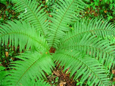 Shuttlecock growth form of the fern Dryopteris affinis, Lylston Row, Kilwinning, Ayrshire, Scotland photo