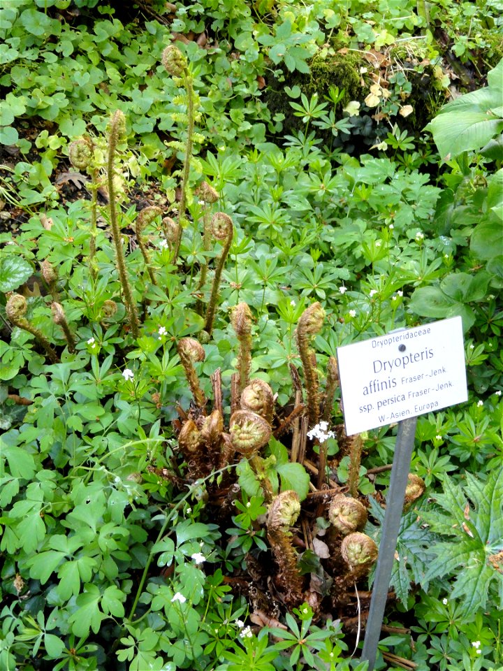 Dryopteris affinis specimen in the Botanischer Garten München-Nymphenburg, Munich, Germany.
