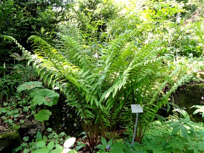 Dryopteris affinis specimen in the Botanischer Garten München-Nymphenburg, Munich, Germany.